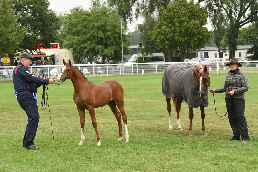 All Spice SBM with dam Angelita — 2015 AHS Silver Champion Foal