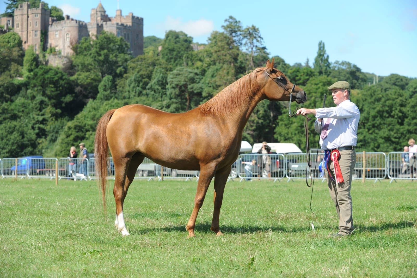 Angelita — Multi Champion; Arab Champion Dunster Show