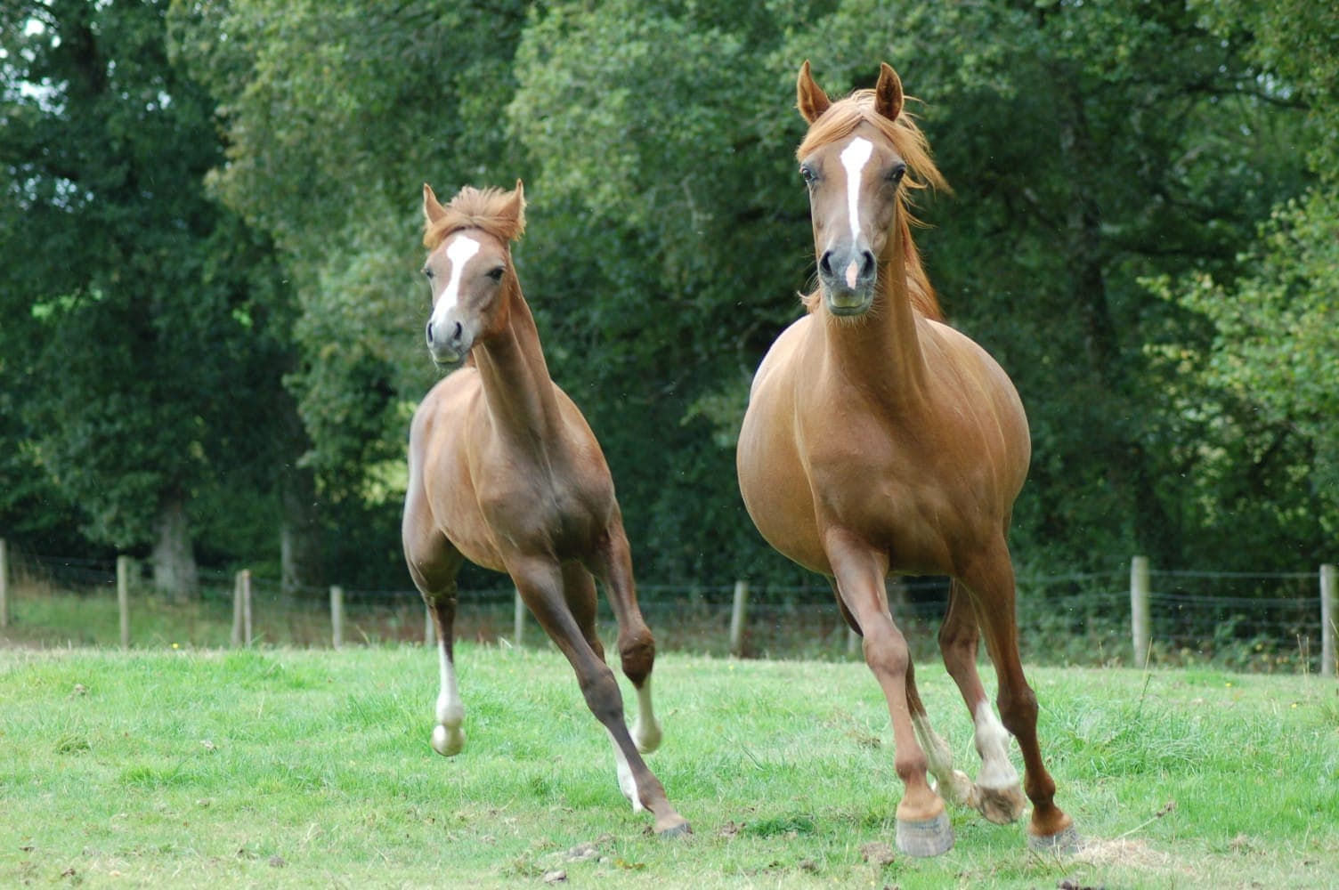 Angelita with Carlangelo SBM — British Breeding Futurity prizewinning son