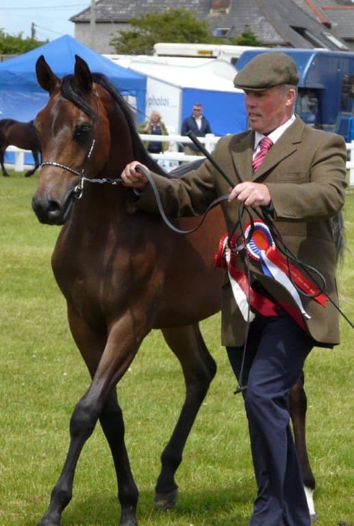 Domingo SBM — Arab Champion Devon County Show 2015