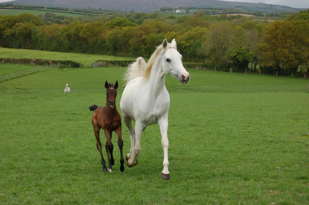 Glentons Tolulah — Senior Mare Classwinner, Midland Arabian Festival ECAHO 'B' 2012