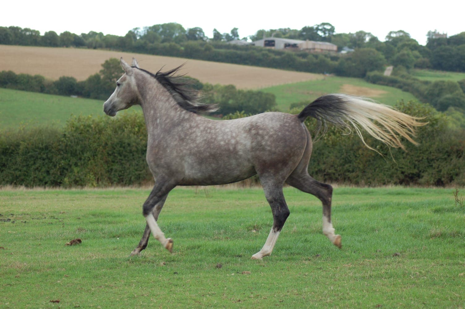 Hadiyya SBM — Arab Champion Chagford Show