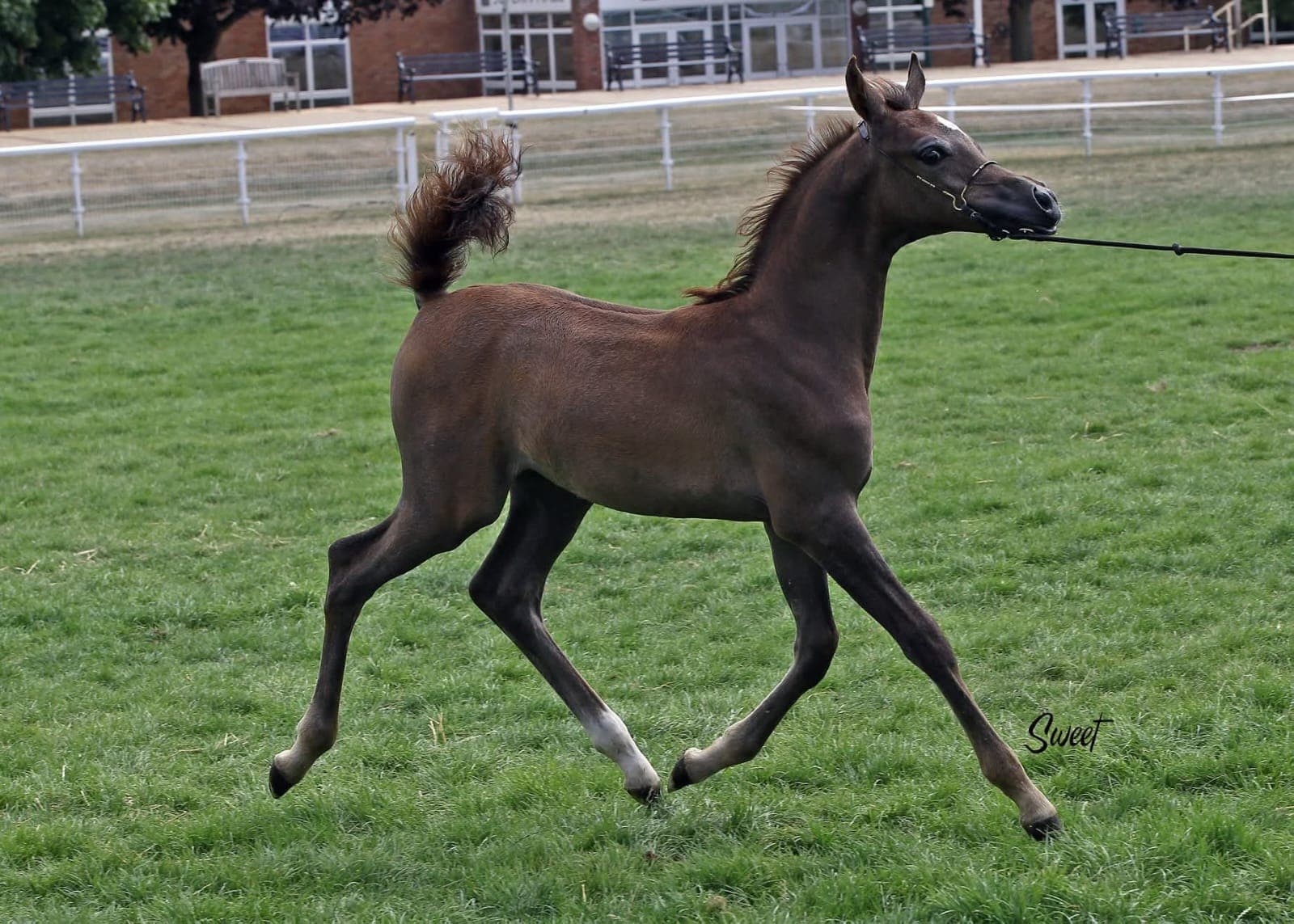 Lolita SBM — 2018 AHS BNC Silver Champion Foal