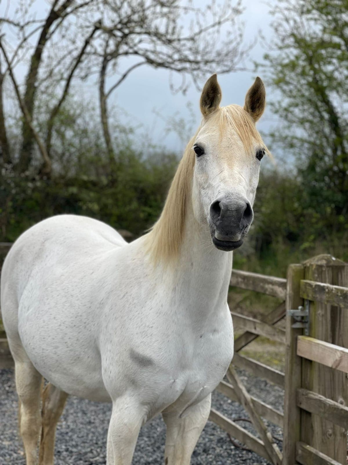 Glentons Euforia — ECAHO 'C' Gold Champion Senior Mare, SWAG Bicton 2012