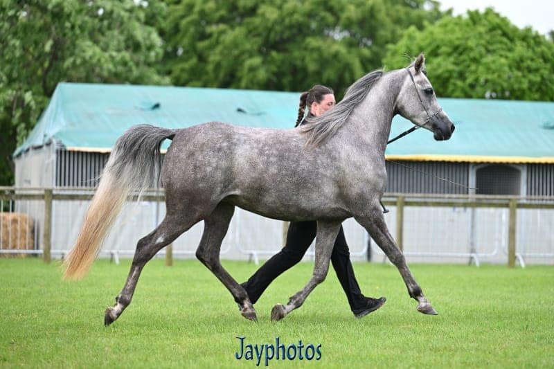 PariBelle SBM — Royal Cornwall Show 2026