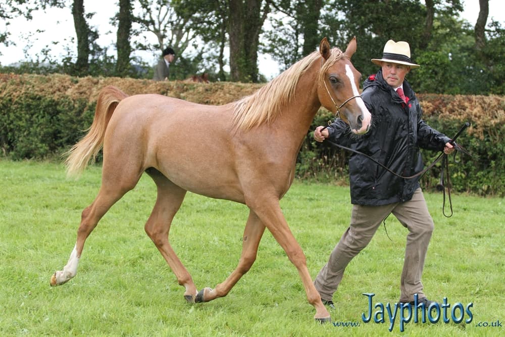 Zafirah SBM — Arab Champion Okehampton Show